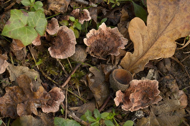 Hydnellum concrescens